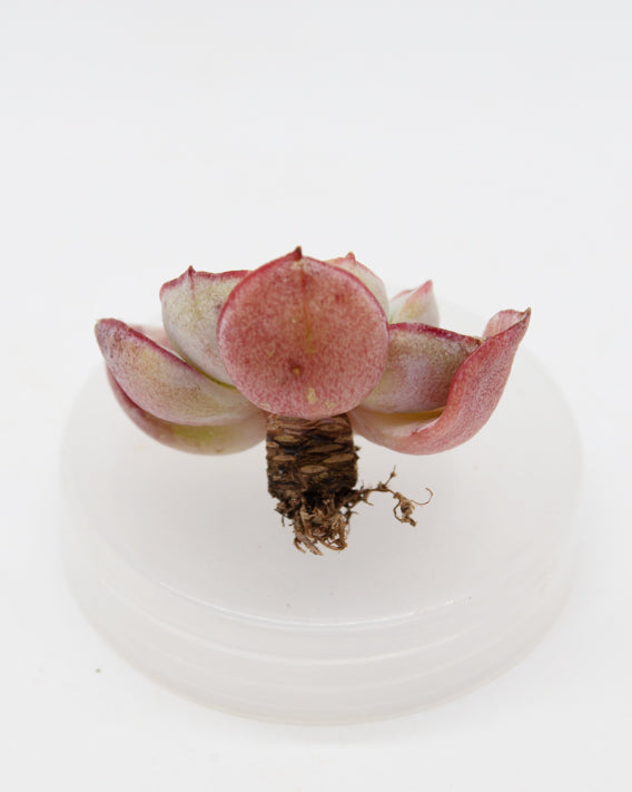 Echeveria Sbucorymbosa Lau 026