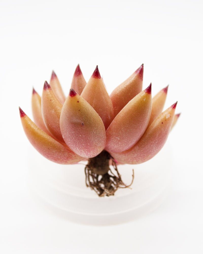 Echeveria Shaikh