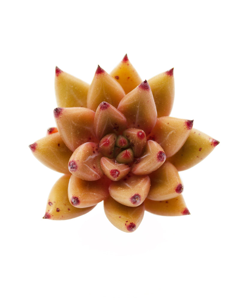 Echeveria Shaikh