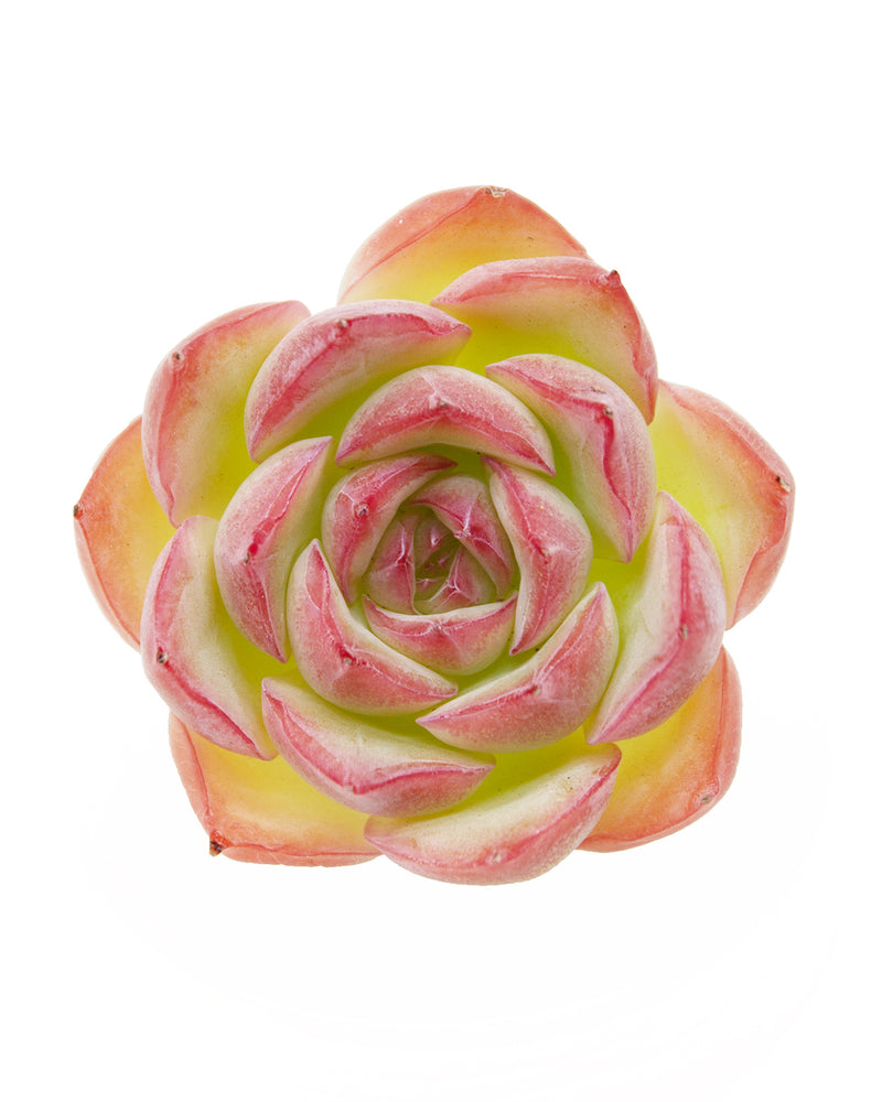 Echeveria Silhouette