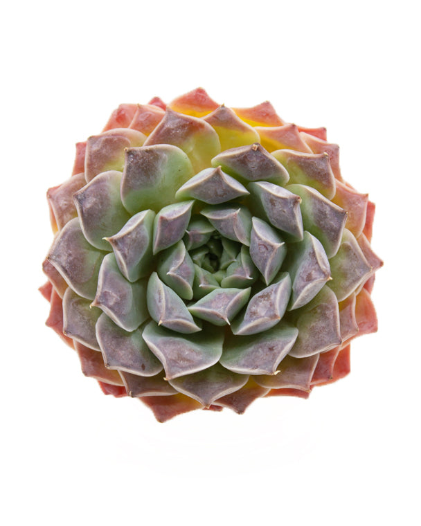 Echeveria sp Gilo(wart)