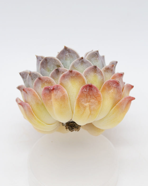 Echeveria sp Gilo(wart)