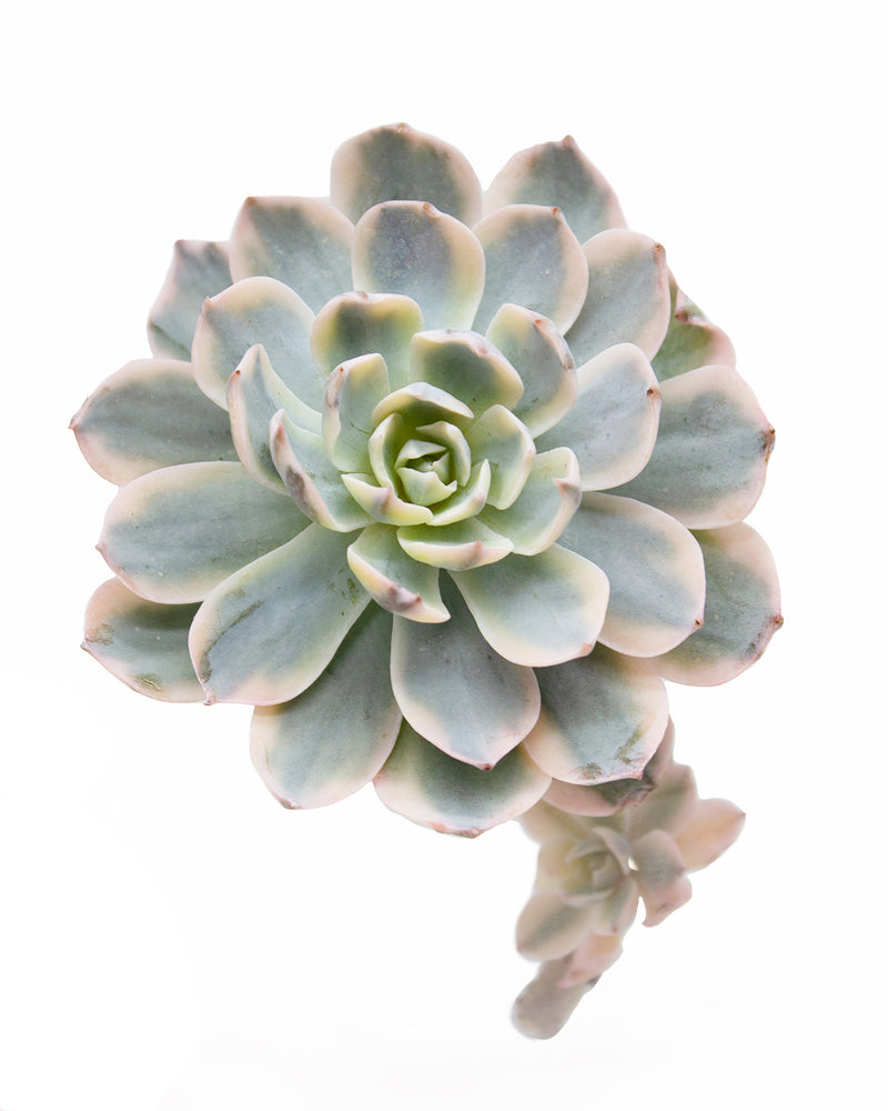 Echeveria Subsessilis var.