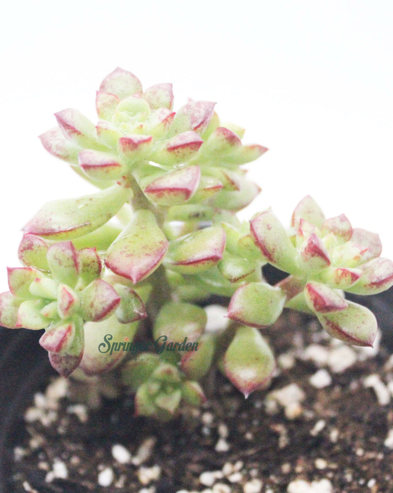 Echeveria Supia