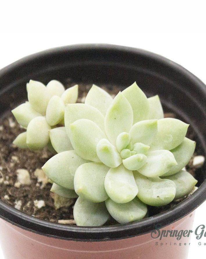 
                
                    Load image into Gallery viewer, Echeveria Tolimanensis
                
            