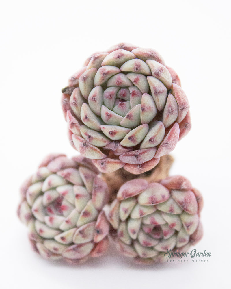 Echeveria White Minima Cluster
