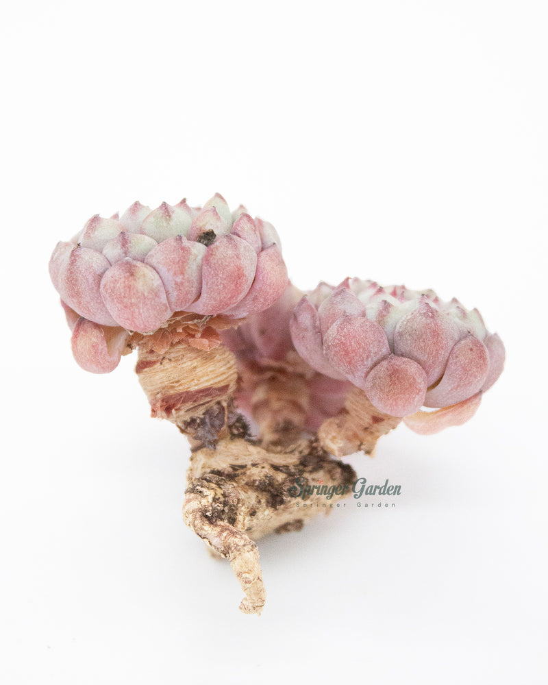 Echeveria White Minima Cluster