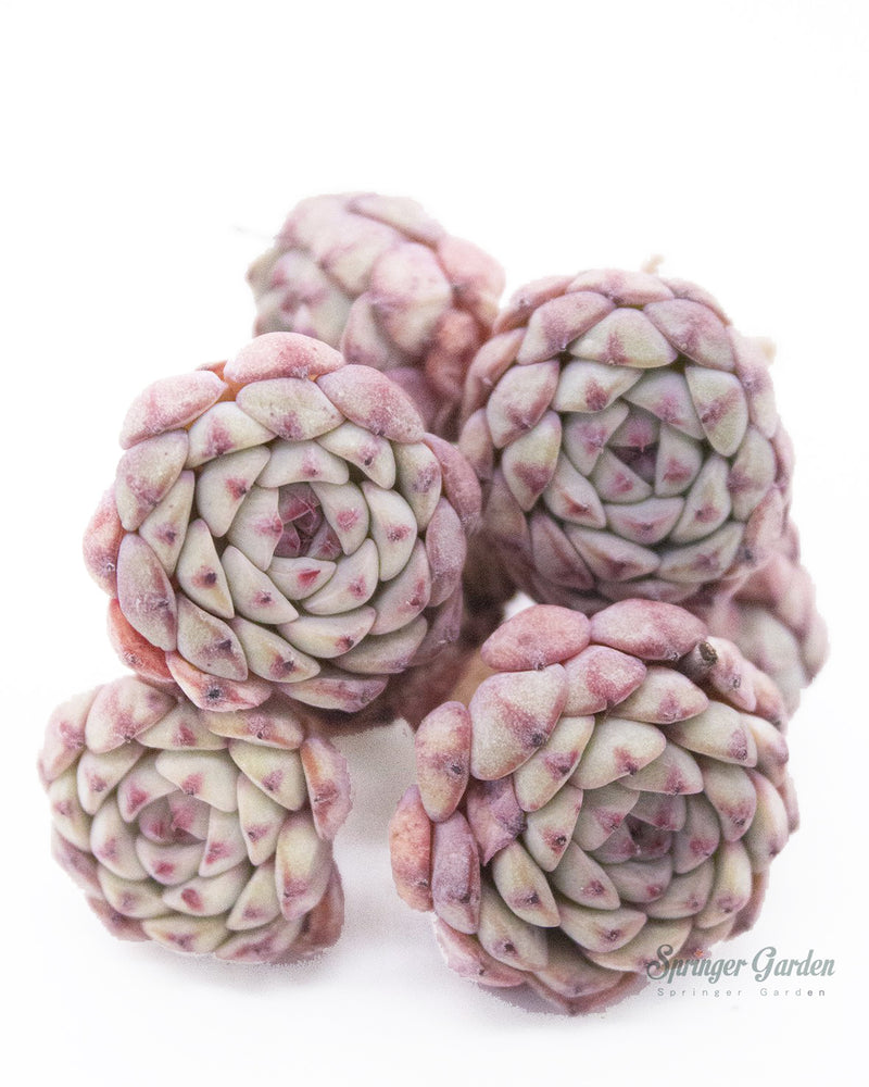 Echeveria White Minima Cluster