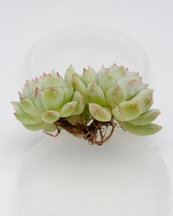 Echeveria Little Joe