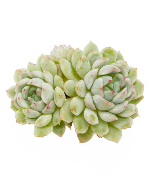 Echeveria Little Joe