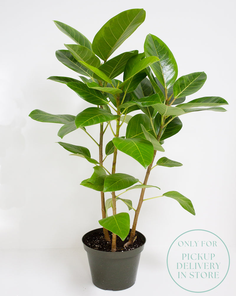 Ficus Altissima