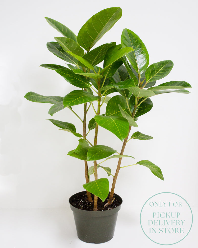 
                
                    Load image into Gallery viewer, Ficus Altissima
                
            