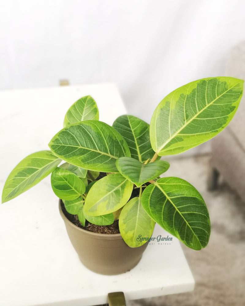 Ficus Altissima Toronto's 5-star Bestseller nursery store selected local & Korean rare succulents; houseplants, indoor plants, selected handmade planters with a drainage hole, pots, bonsai pots, produced by ourselves, wholesale. Ceramic Planter With Drainage Hole Cactus Succulent Plant Pot/Small Fern Flower Pot Gift Garden Desk Pottery/Handmade/Ceramic/Glazed/Table Decor/Indoor Decor/Tabletop Planter