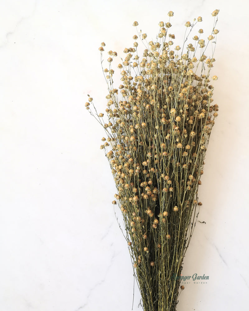 Yellow Flax / Bunch