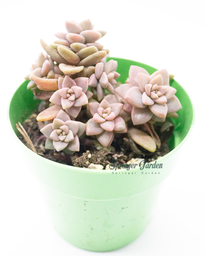 Graptopetalum Mirinae