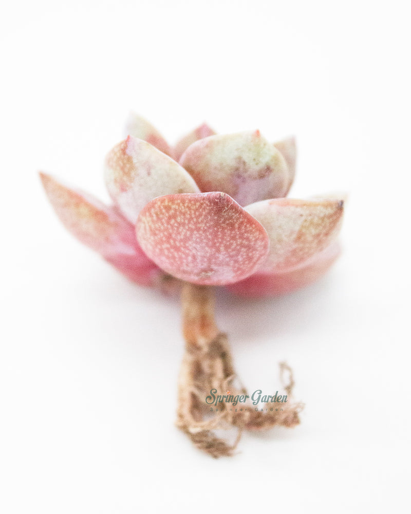 Echeveria German Champagne