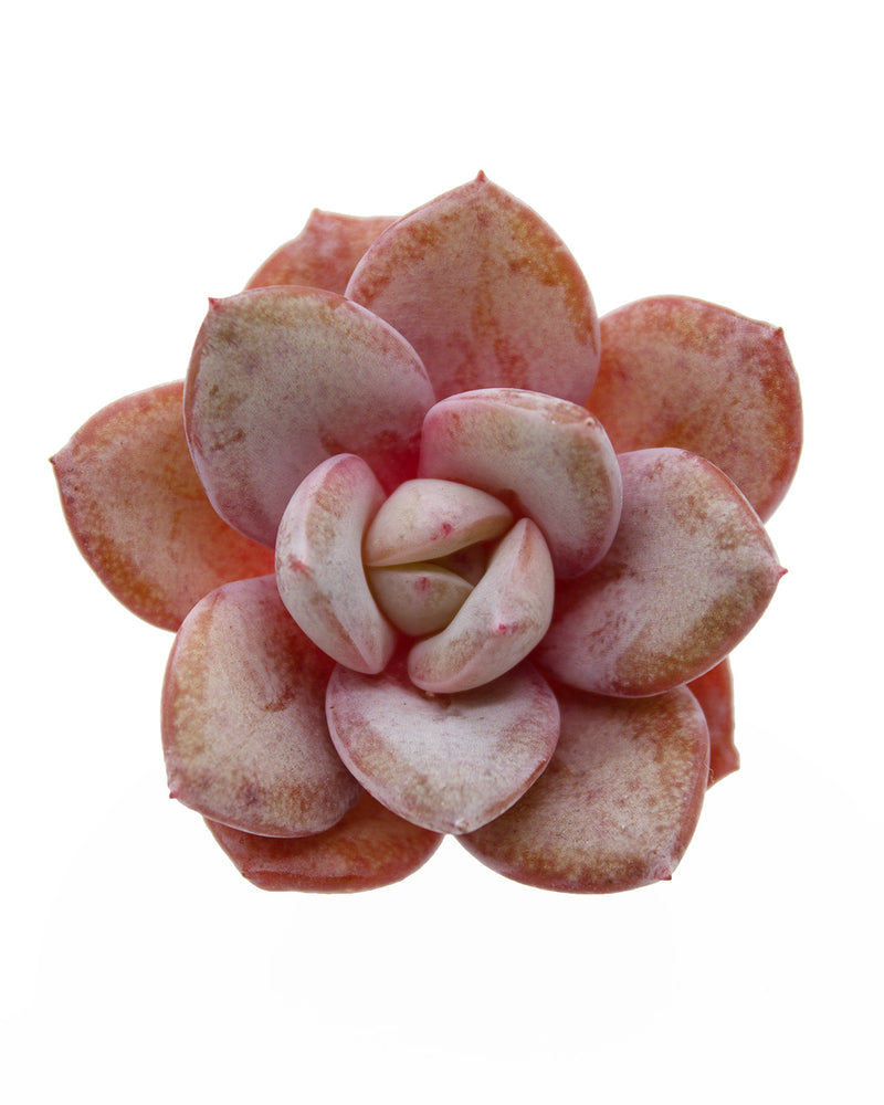Echeveria German Champagne