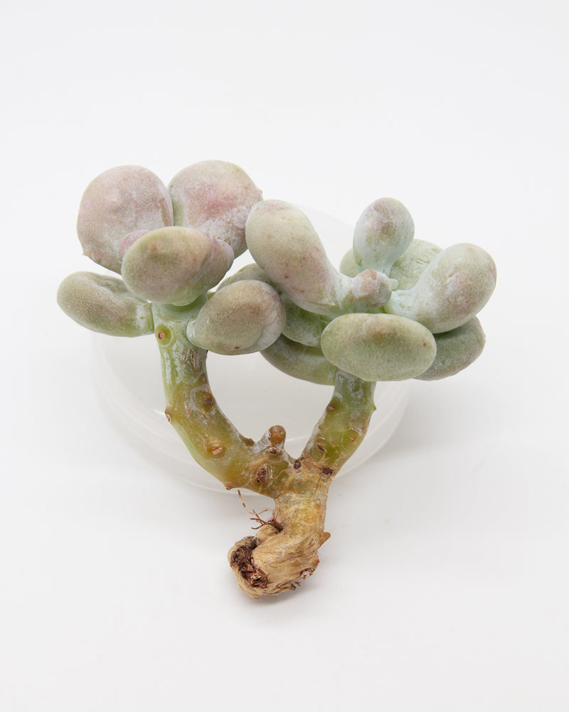 Graptopetalum Meat Ball