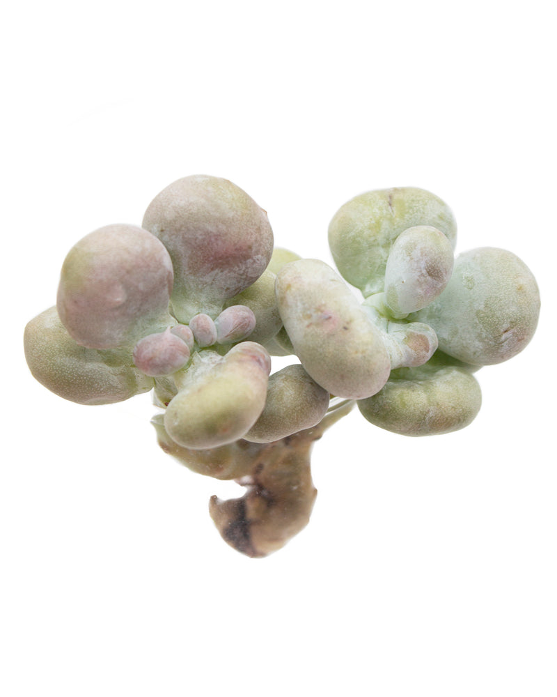Graptopetalum Meat Ball