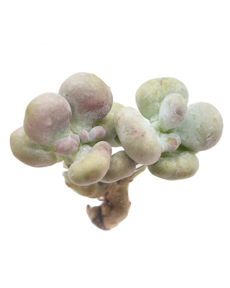 
                
                    Load image into Gallery viewer, Graptopetalum Meat Ball
                
            