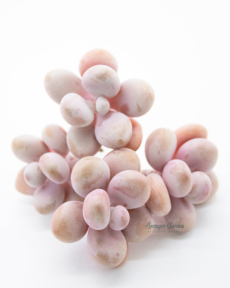 Graptopetalum Amethystinum - Cluster. Toronto's 5-star Bestseller nursery store selected rare local and Korean succulents; houseplants, indoor plants, selected handmade planters with a drainage hole, produced by ourselves, wholesale. Plant delivery Toronto, GTA, Mississauga, shipping Canada, United States. Pot/Pottery/Handmade/Ceramic/Glazed/Table Decor/Indoor Decor