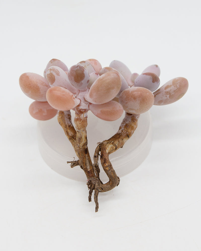 Graptopetalum Amethystium