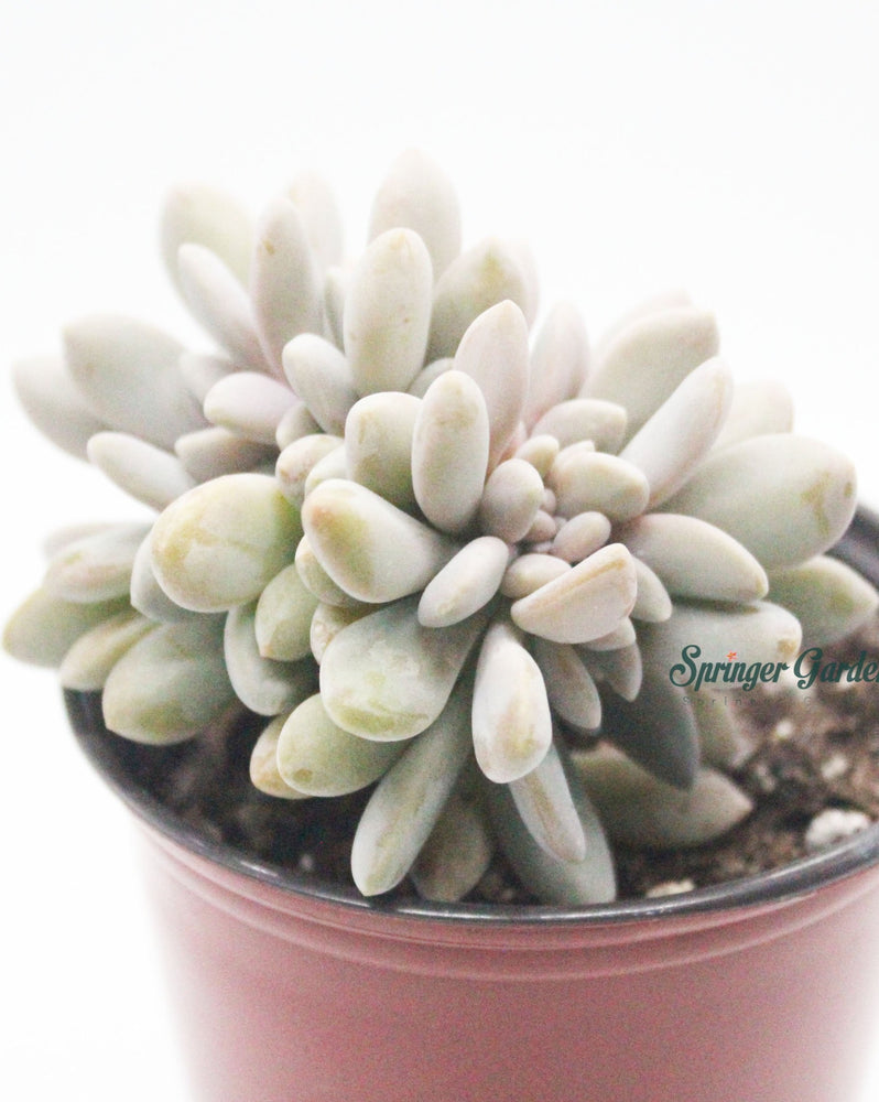 Graptopetalum 'Lavender Pebbles Crested Form'