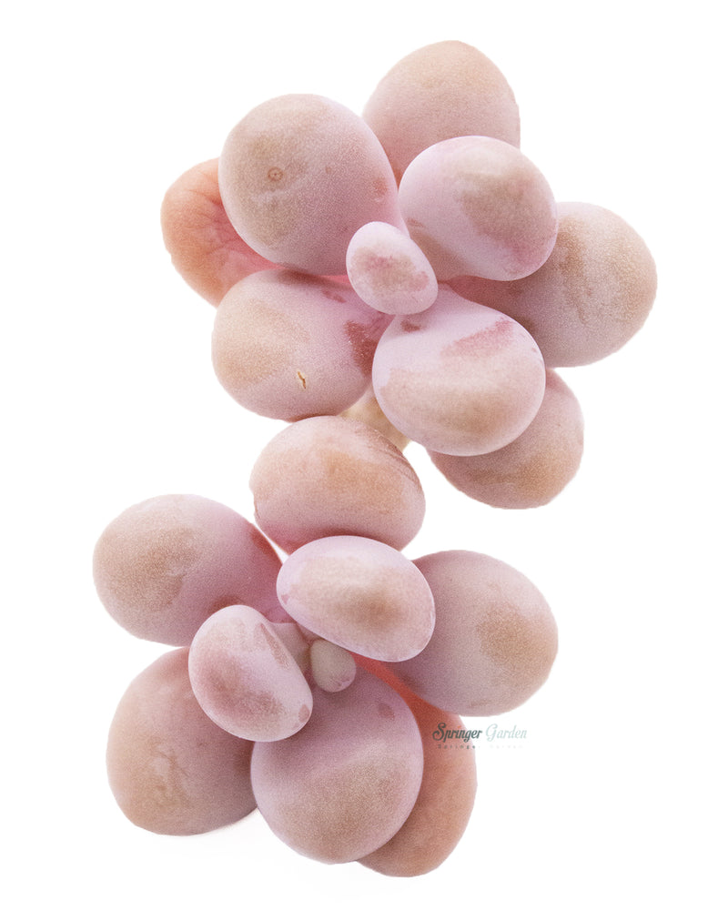 Graptopetalum Amethystium