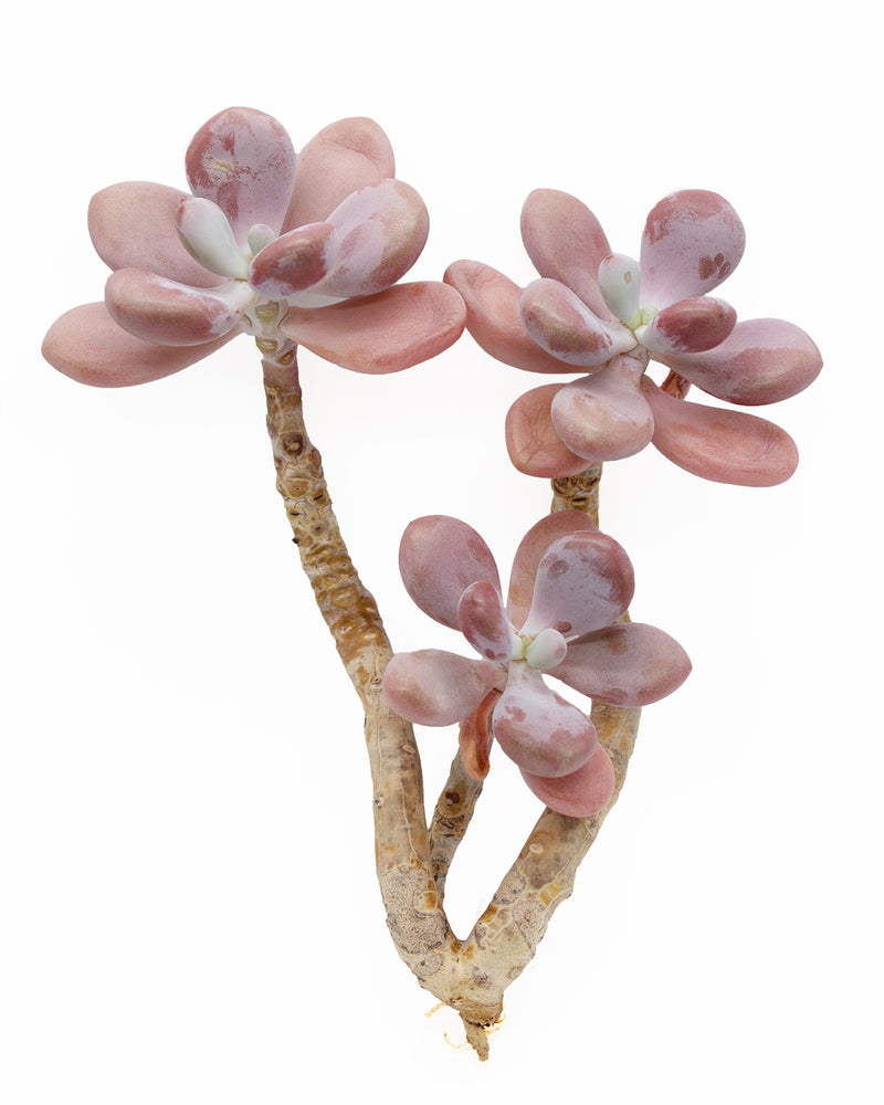 Graptopetalum Amethystium