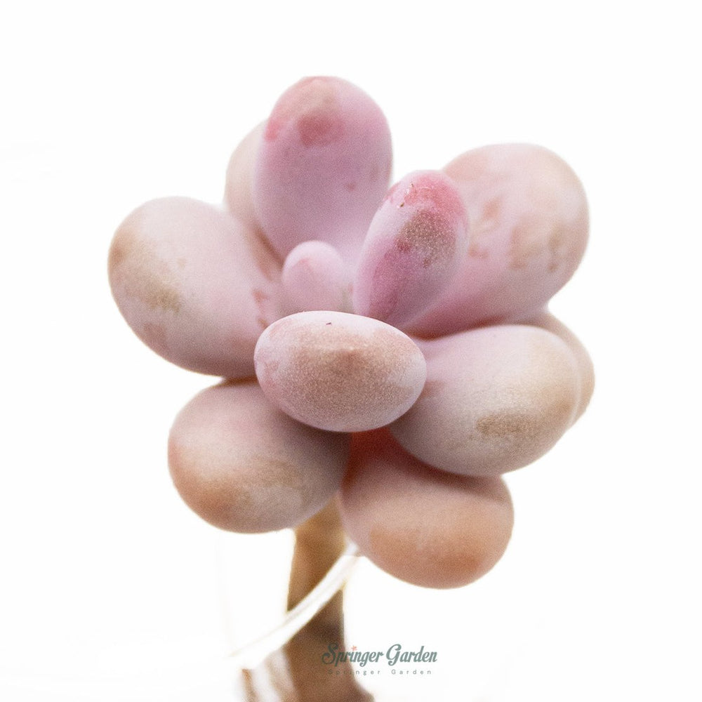 Graptopetalum Amethystium