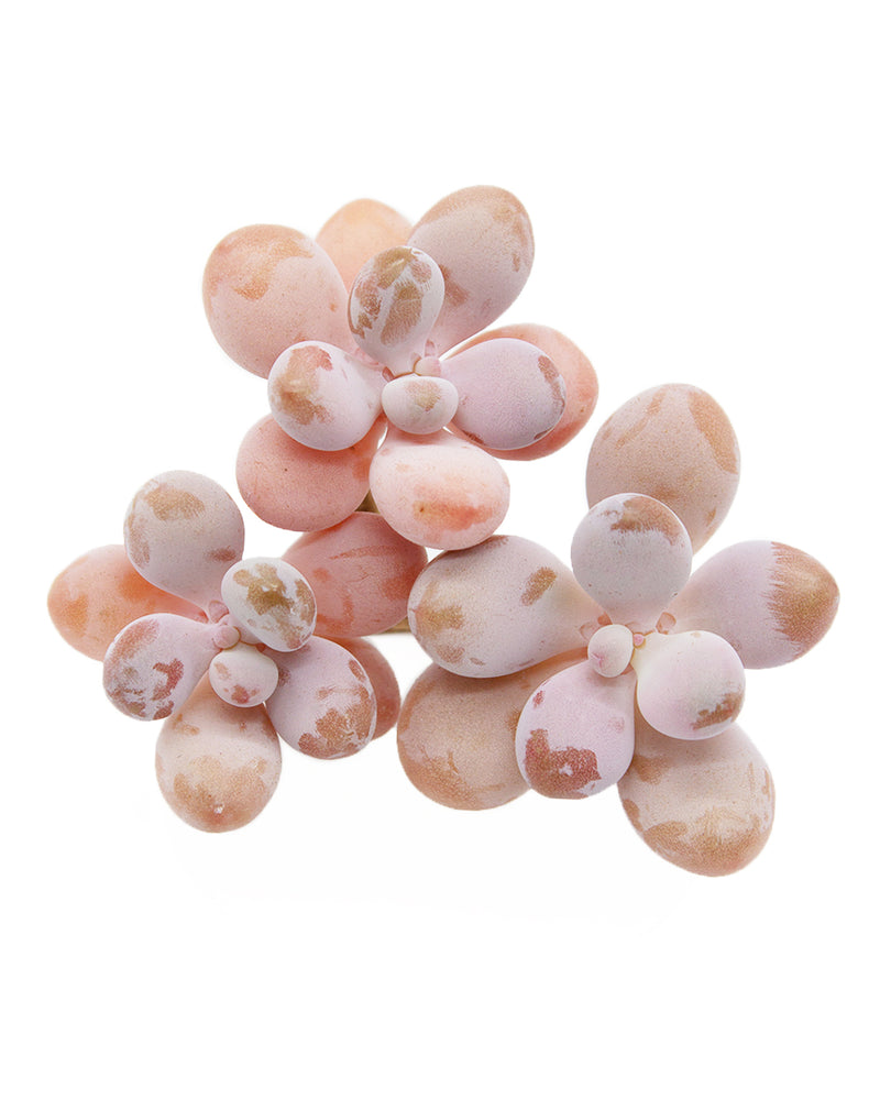 Graptopetalum Amethystium