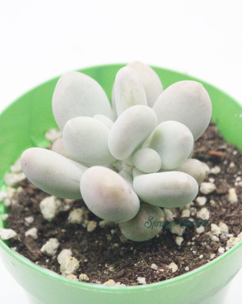 
                
                    Load image into Gallery viewer, Pachyphytum cv. Momobijin
                
            