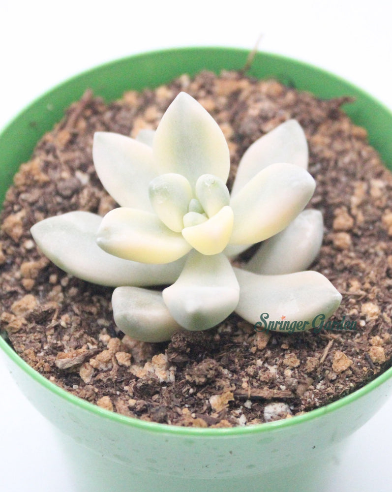 
                
                    Load image into Gallery viewer, Graptopetalum Apricot Variegata
                
            