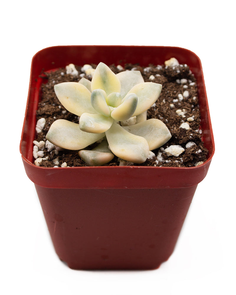 Graptopetalum Apricot Variegata