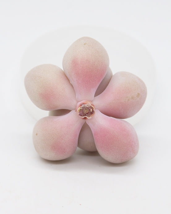 Graptopetalum Ellen