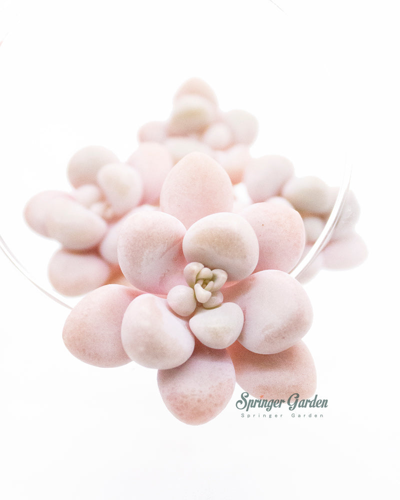 Graptopetalum Ellen