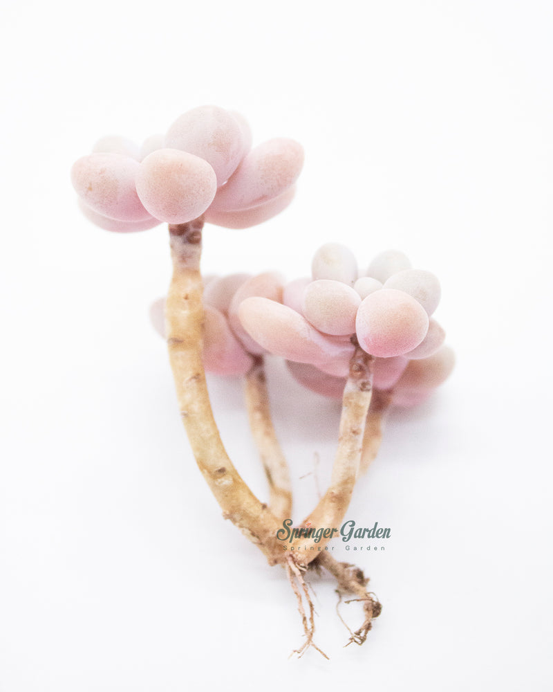 Graptopetalum Ellen