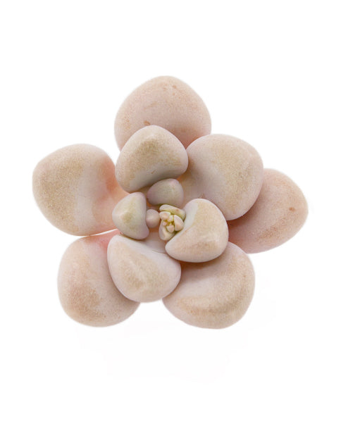 Graptopetalum Ellen