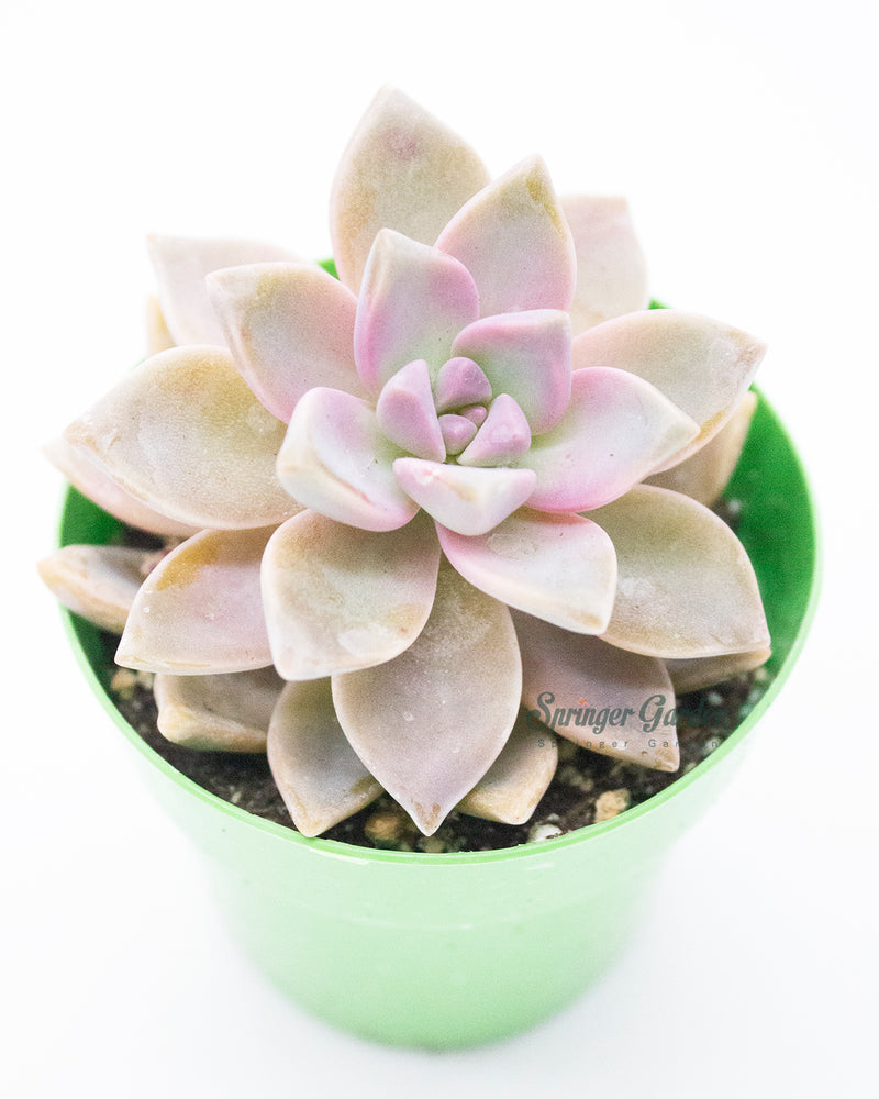 Graptopetalum Ghosty