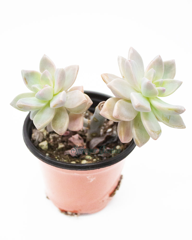 Graptopetalum Ghosty