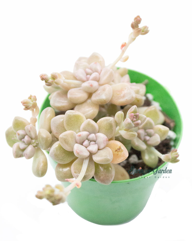 Graptopetalum Mendozae