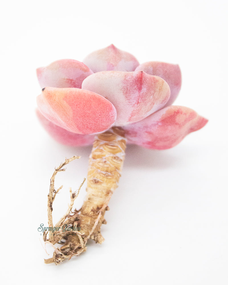 
                
                    Load image into Gallery viewer, Graptoveria/Graptopetalum Mrs. Richards
                
            