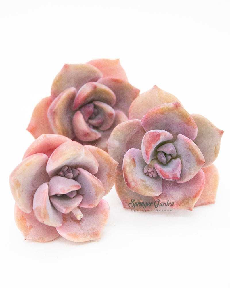 
                
                    Load image into Gallery viewer, Graptoveria/Graptopetalum Mrs. Richards
                
            