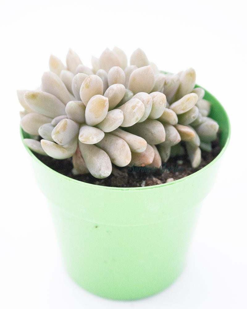 Graptopetalum 'Lavender Pebbles Crested Form'