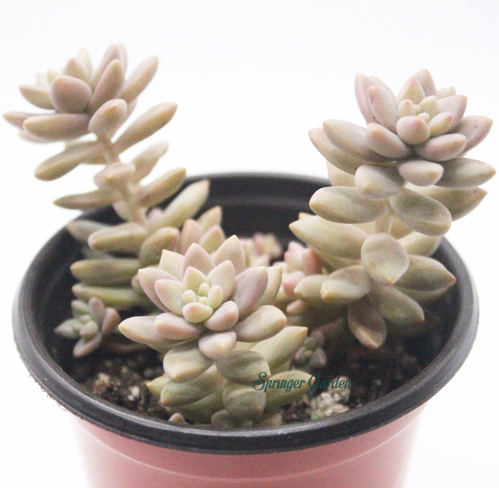 Graptopetalum Mirinae