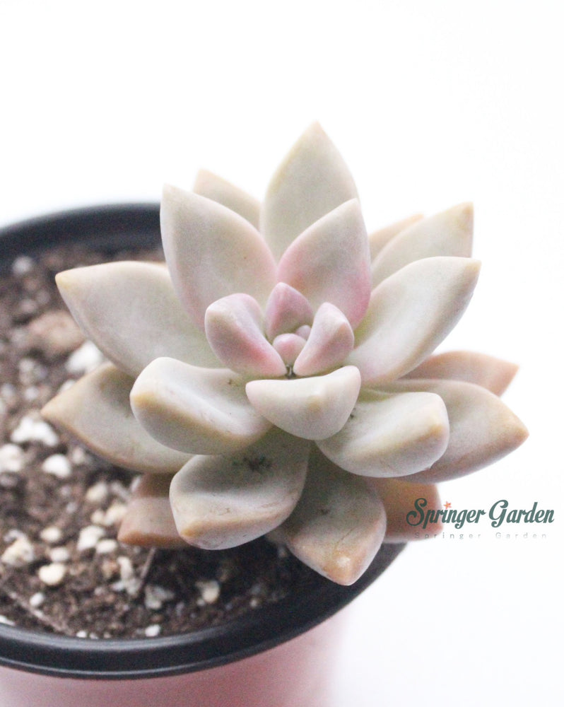 Graptopetalum Ghosty