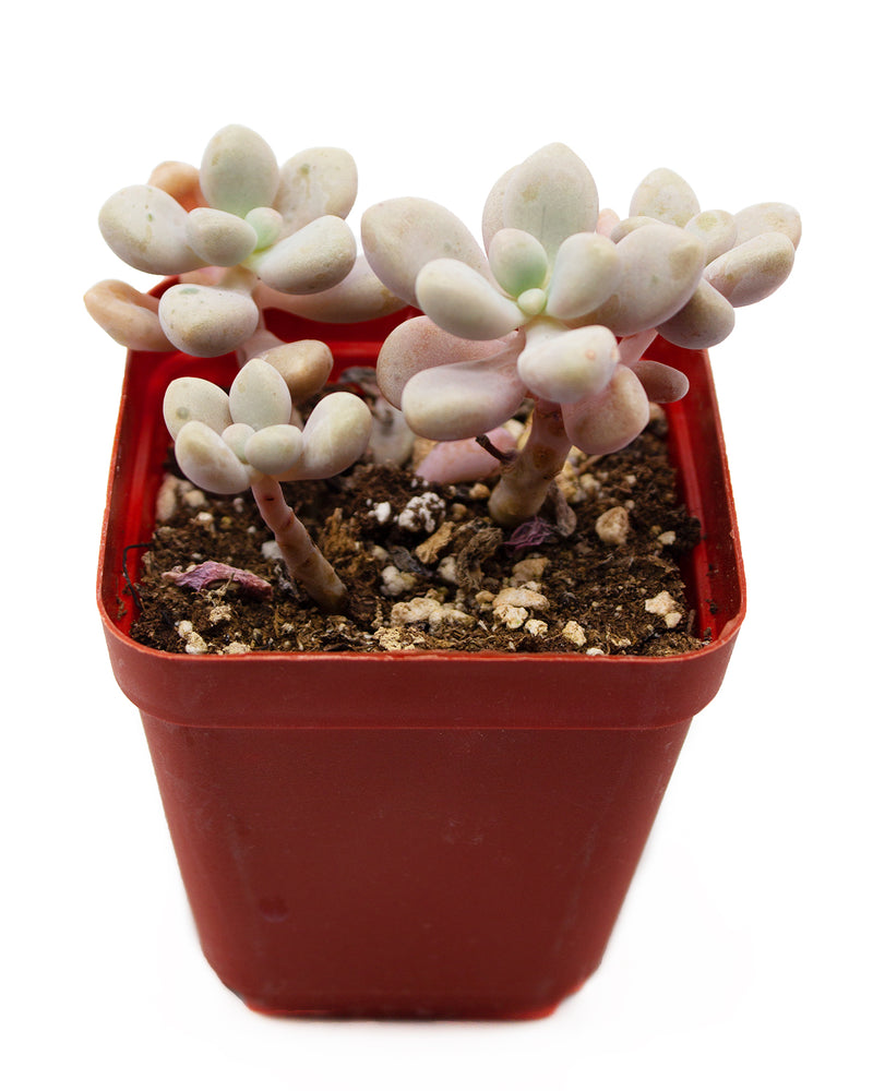 Graptopetalum sp 'Ellen'