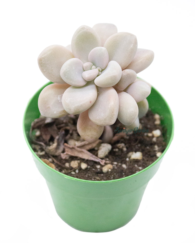 Graptopetalum sp 'Ellen'