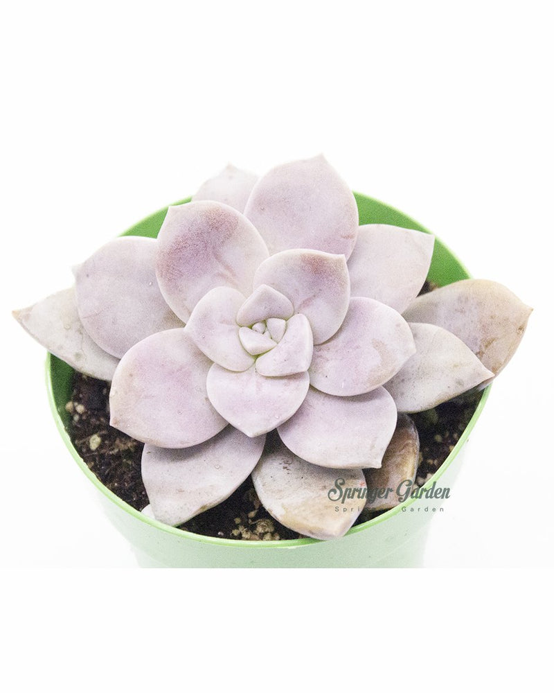 Graptopetalum superbum (Kimnach) Acev.-Rosas