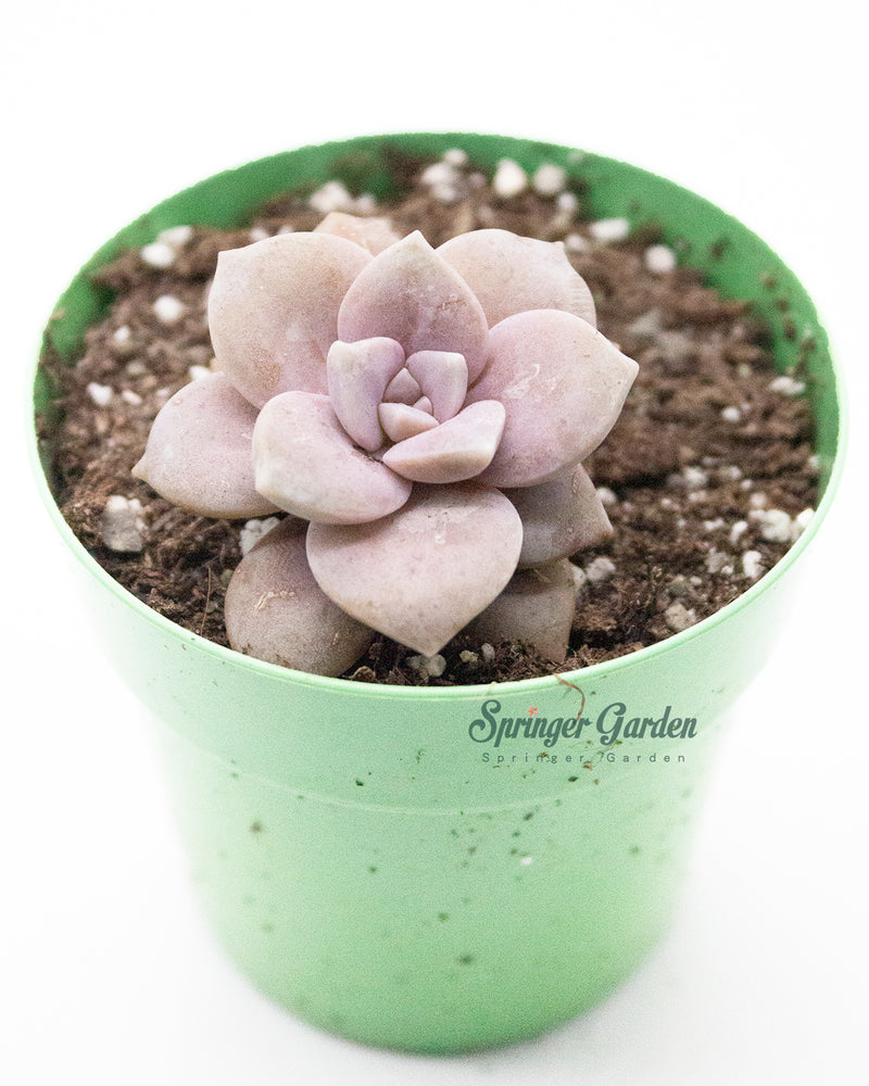 Graptopetalum superbum (Kimnach) Acev.-Rosas